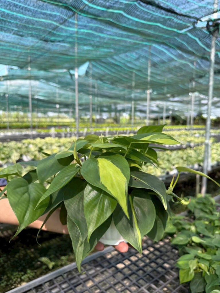 Trầu Bà Tím