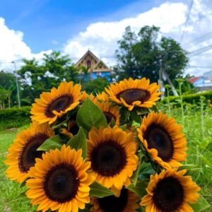 hướng dương cắt cành