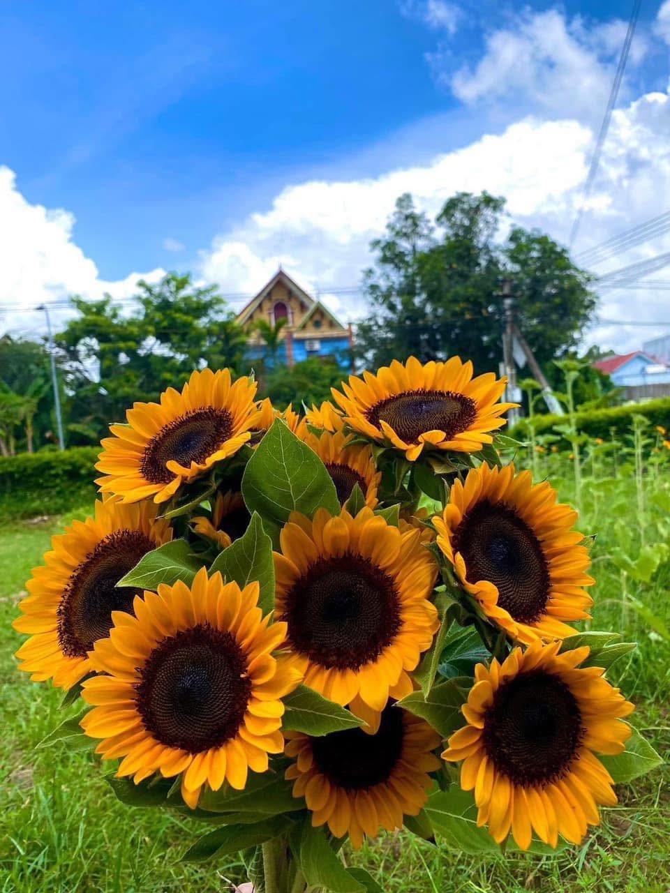 hướng dương cắt cành