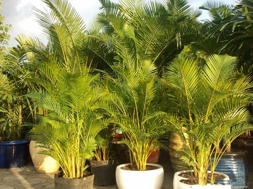 Cau Vàng Bụi