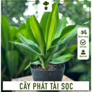 Phát Tài Sọc Vàng