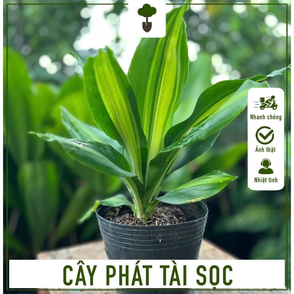 Phát Tài Sọc Vàng